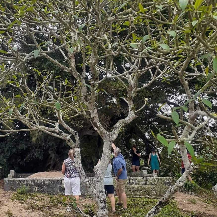 A large flowering fig tree with pale branches and green leaves dominates the foreground, with several people standing underneath in an outdoor sandy, wooded setting looking at Flying Foxes in the tree