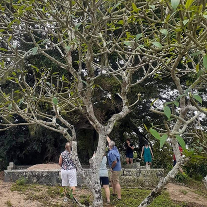 A large flowering fig tree with pale branches and green leaves dominates the foreground, with several people standing underneath in an outdoor sandy, wooded setting looking at Flying Foxes in the tree