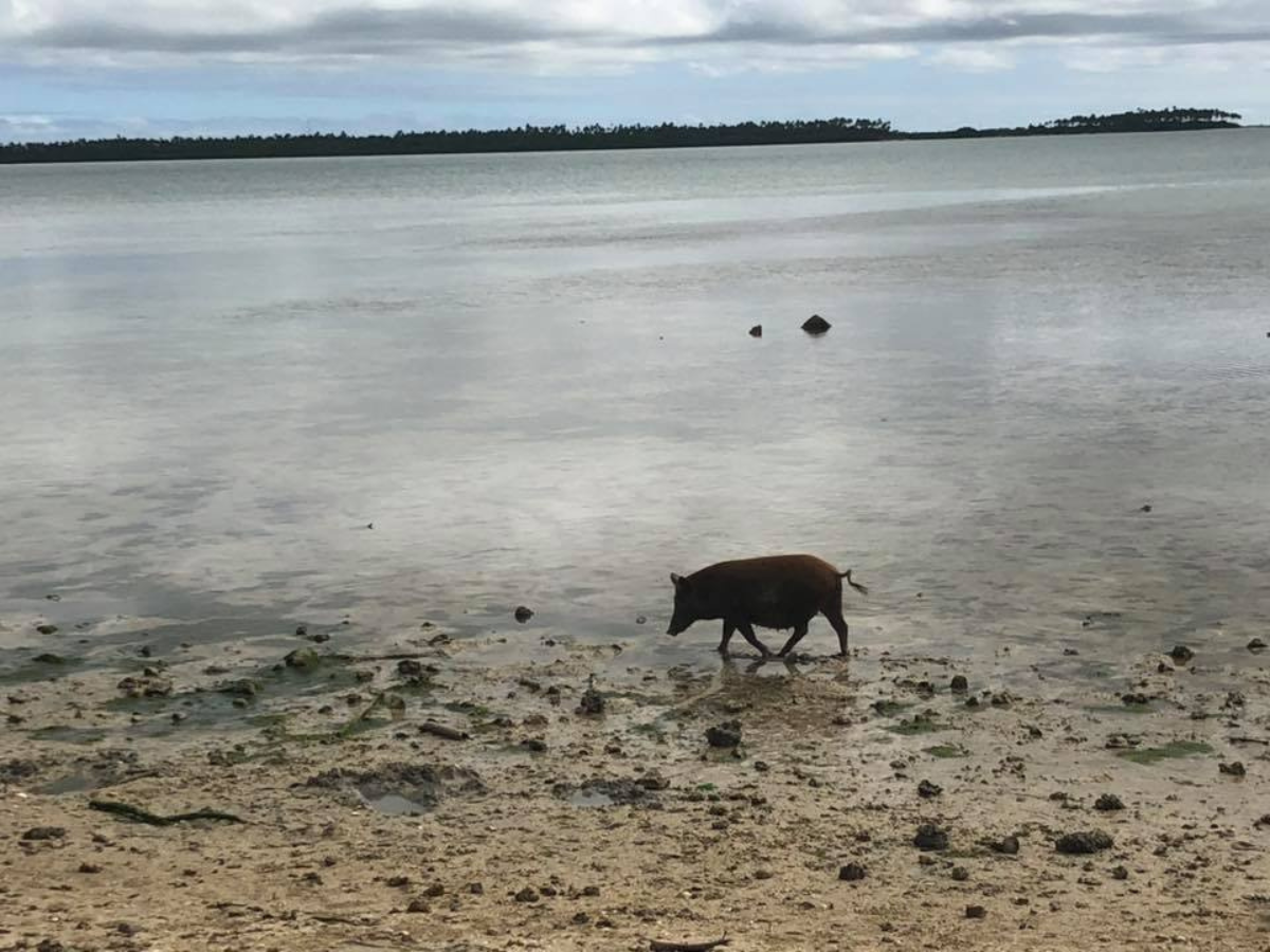 Pig in ocean looking for food