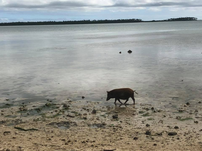Pig in ocean looking for food