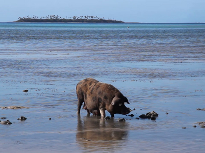 a Pig in the ocean looking for food
