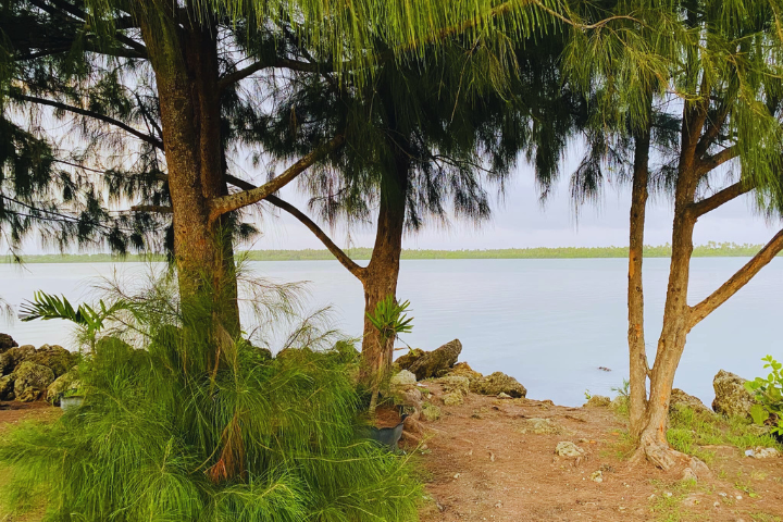 View of lagoon and palm trees