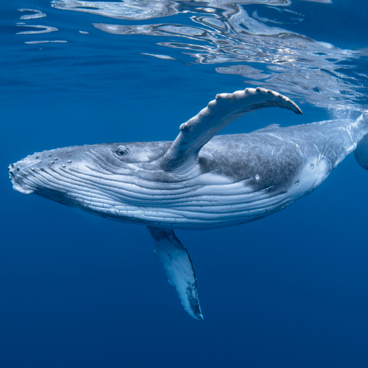 6 night Tongatapu Package