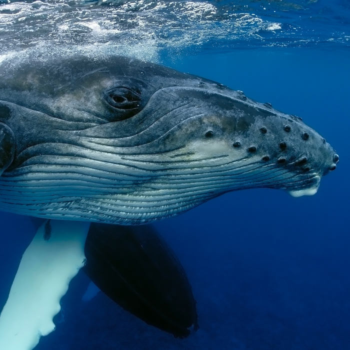 2 day Humpback Whale Swim Tongatapu Island