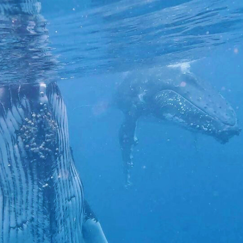 2 day Humpback Whale Swim Tongatapu Island