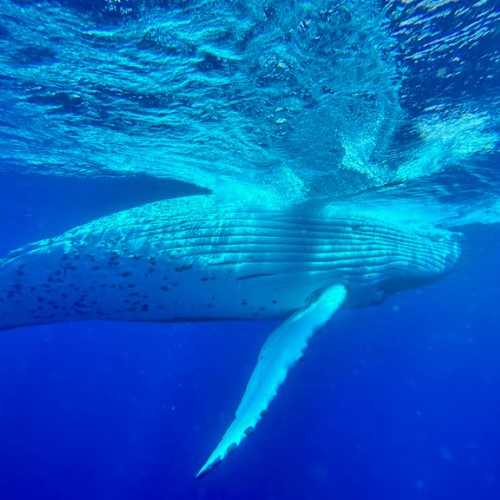 2 day Humpback Whale Swim Vava'u Island